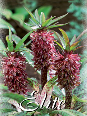 Schopflilie, Eucomis Van der Merwey (Art.Nr. 521176)