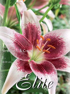 Asiatische Lilien-Hybride 'Tango Strawberry and Cream', Lilium (Art.Nr. 521682)