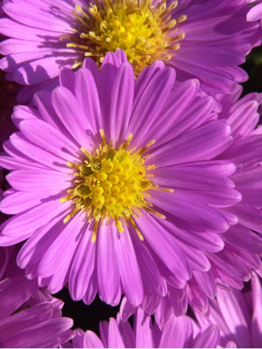 Aster dumosus 'Heinz Richard', rosa Kissen-Aster, Herbst-Aster