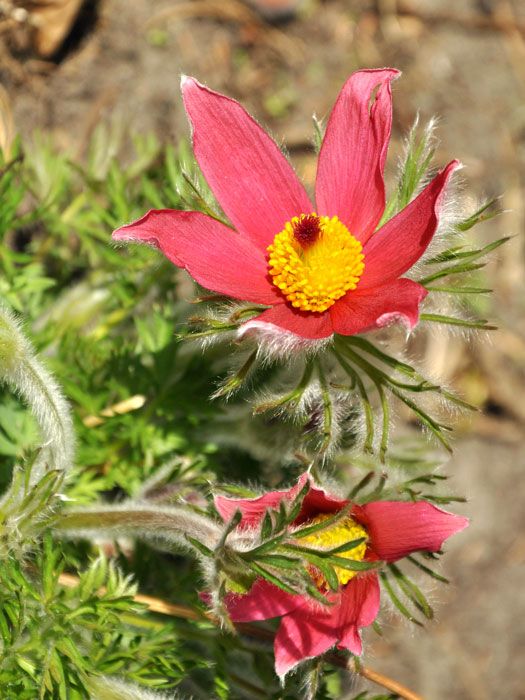 Pulsatilla vulgaris 'Rubra' (M), Rote Küchenschelle