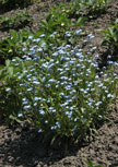 Myosotis-scorpioides_1-1490