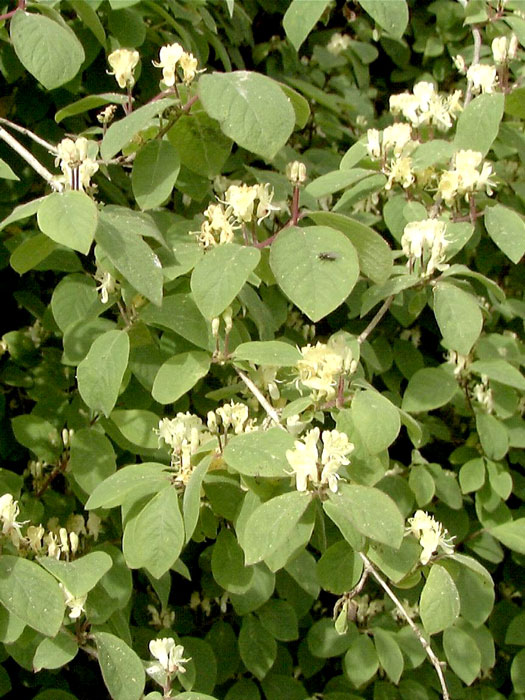 Lonicera xylosteum 'Clavey's Dwarf', Heckenkirsche