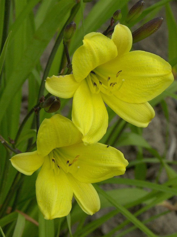 Hemerocallis Hybride 'Corky', Taglilie