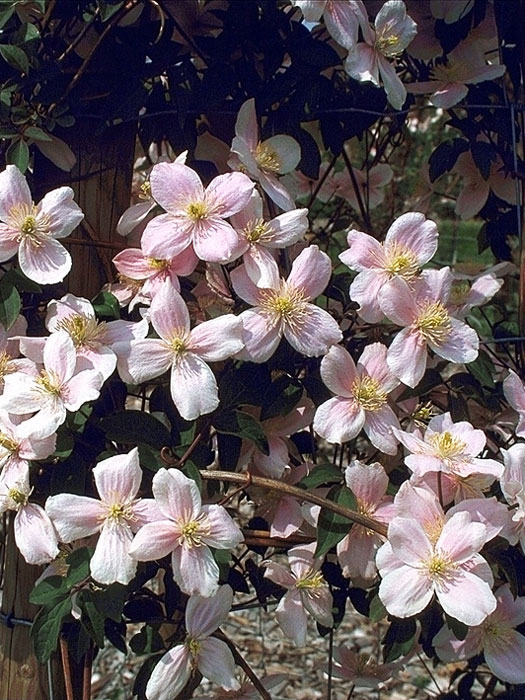 Die Clematis 'Mayleen'