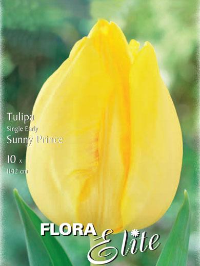 Einfache frühe Tulpe 'Sunny Prince' (Art.Nr. 595124)