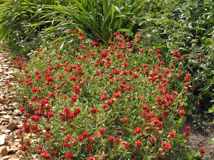 Das Garten-Sonnenröschen 'Rubin'