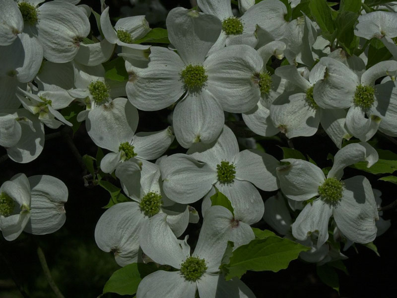 Cornus-Portraet