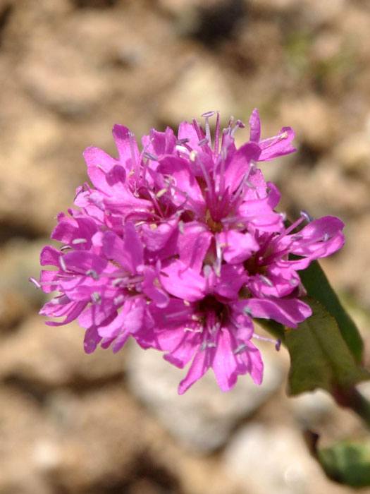 Lychnis (syn. Silene) alpina, Alpen-Lichtnelke, Pechnelke