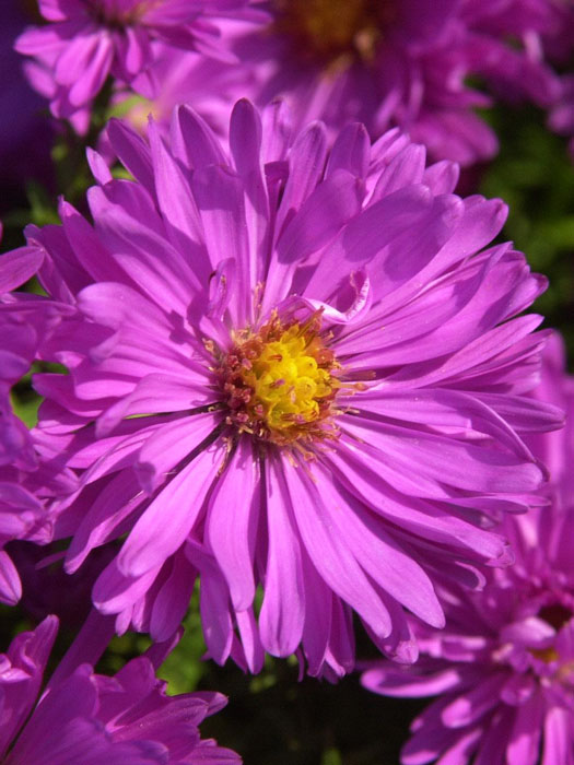 Aster dumosus 'Kassel', purpurrote Kissen-Aster, Herbst-Aster