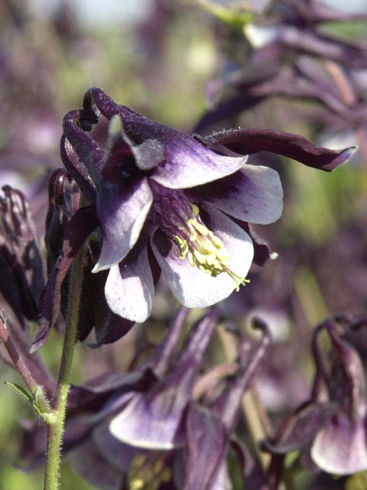 Aquilegia vulgaris 'William Guiness', Purpur-Akelei