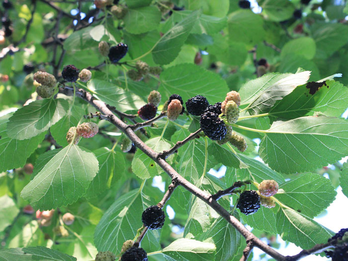 Morus alba, weiße Maulbeere