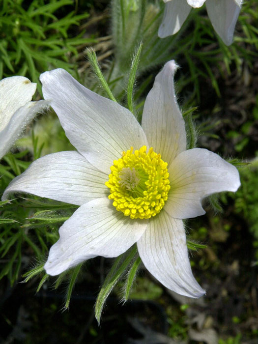 Pulsatilla vulgaris 'Alba' (M), Weiße Küchenschelle, Kuhschelle