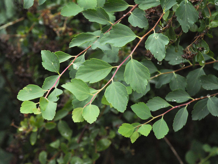 Prachtspiere Blatt