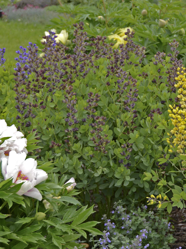 Baptisia decadence 'Dutch Chocolate', Indigolupine