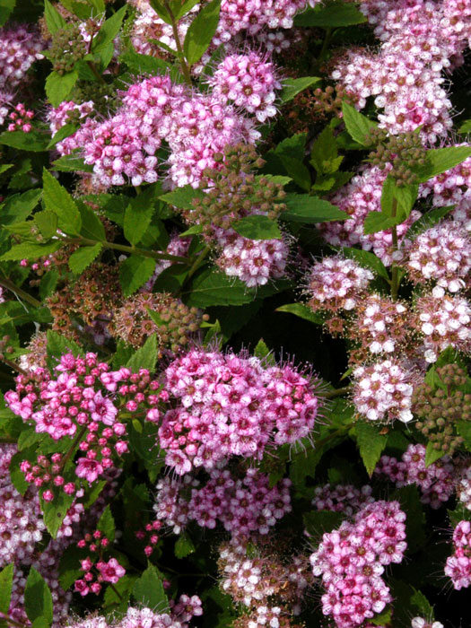 Blütenstand Zwergspiere Little Princess