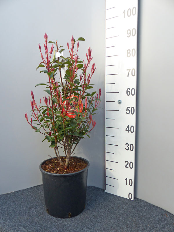 Photinia fraseri 'Dicker Toni', kompakte Glanzmispel