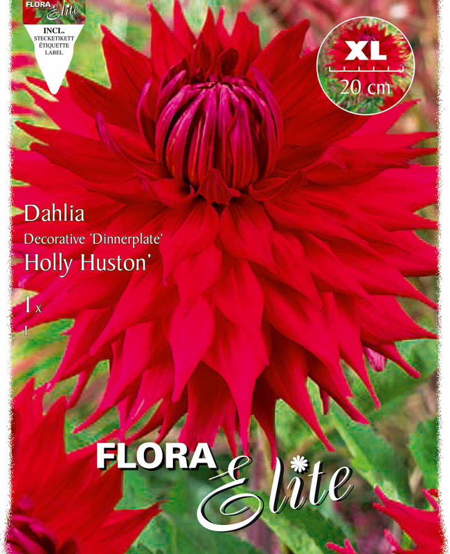 Schmuck-Dahlie 'Holly Huston', Dahlia (Art.Nr. 520149)