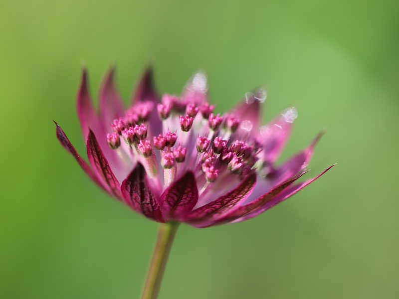 Astrantia major 'Star of Beauty', Große Sterndolde