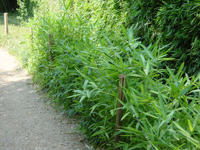 Gestreifter Zwergbambus Hecke