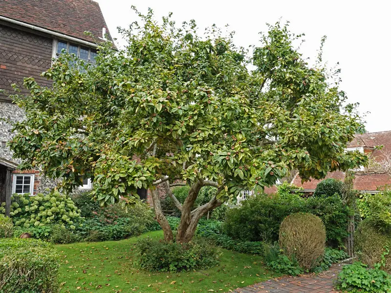 Mespilus germanica als ausgewachsener Baum