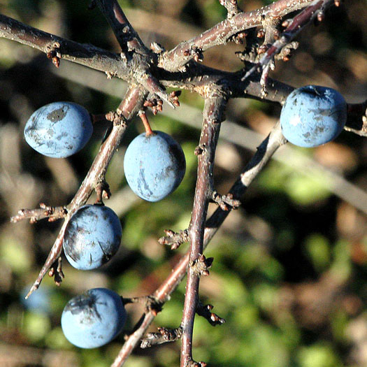 Wildobst/Wildbeeren