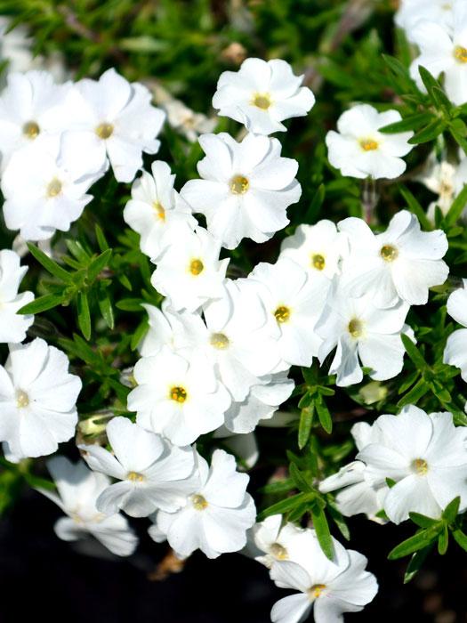 Phlox douglasii 'White Admiral', Polsterphlox, Teppich-Flammenblume