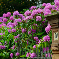 Rhododendron & Heidegarten