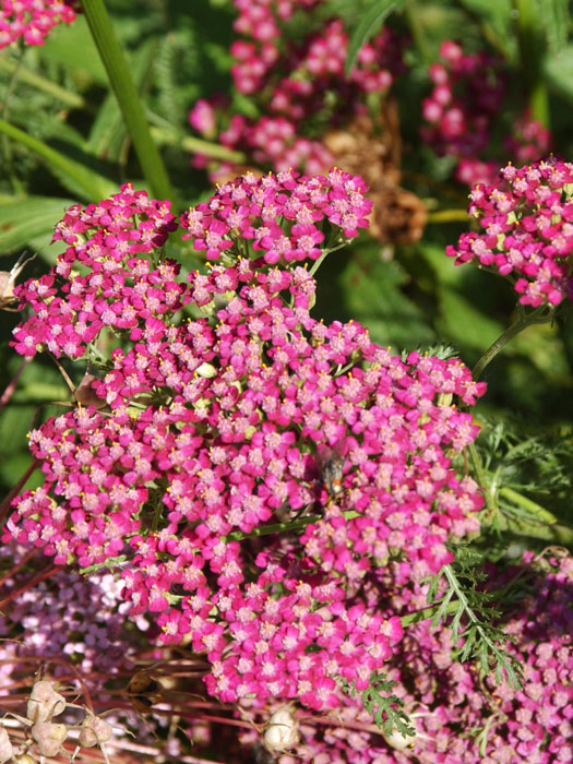 Achillea millefolium 'Cerise Queen', Schafgarbe