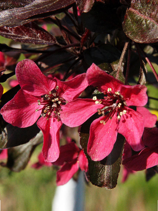 Rotblättriger Zierapfel Blüte