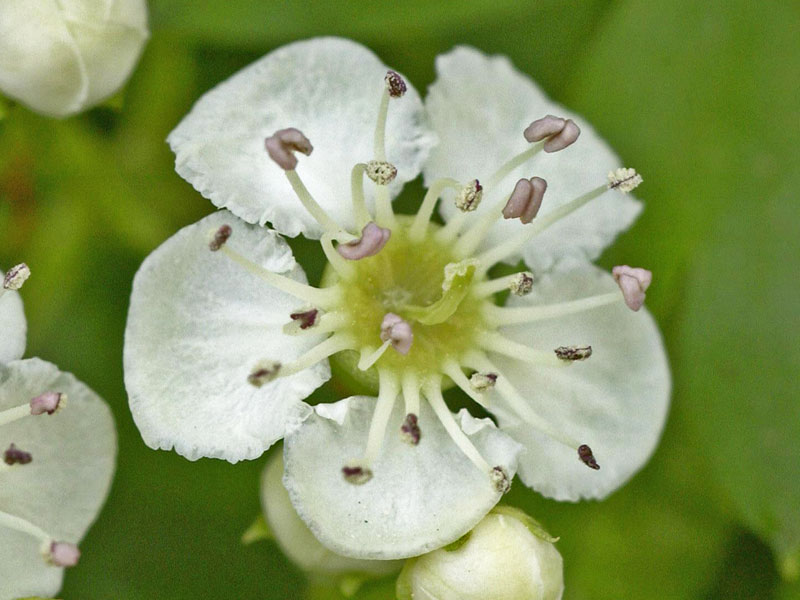 Blüte des Eingriffligen Weißdorns