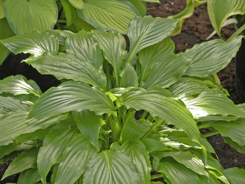 Die glänzenden und leicht gewellten Blätter eine Hosta Invincibe Staude