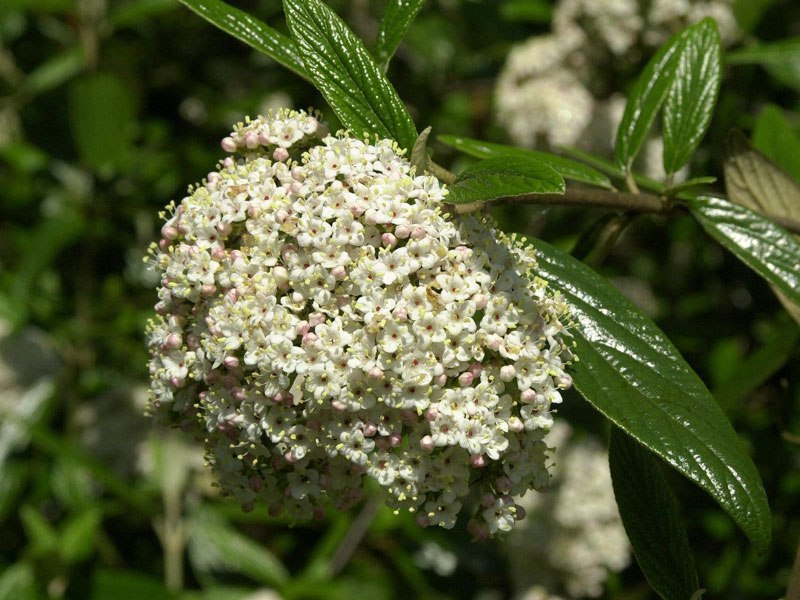 Viburnum 'Pragense', Prager Schneeball