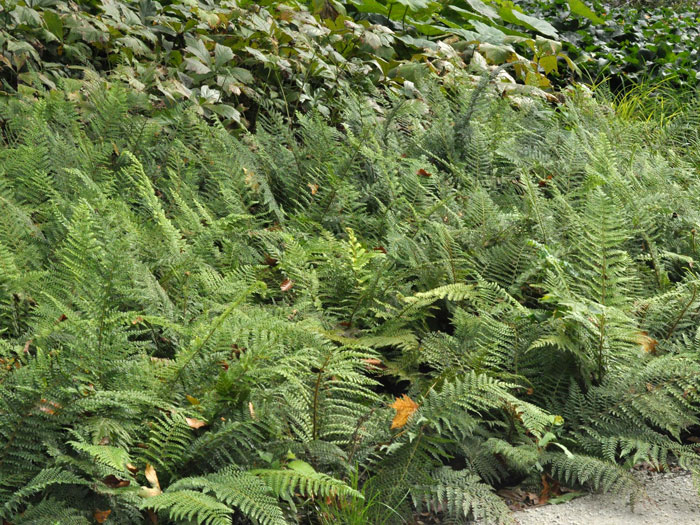 Polystichum setiferum 'Herrenhausen', Flacher Filigranfarn, großer Filigranfarn