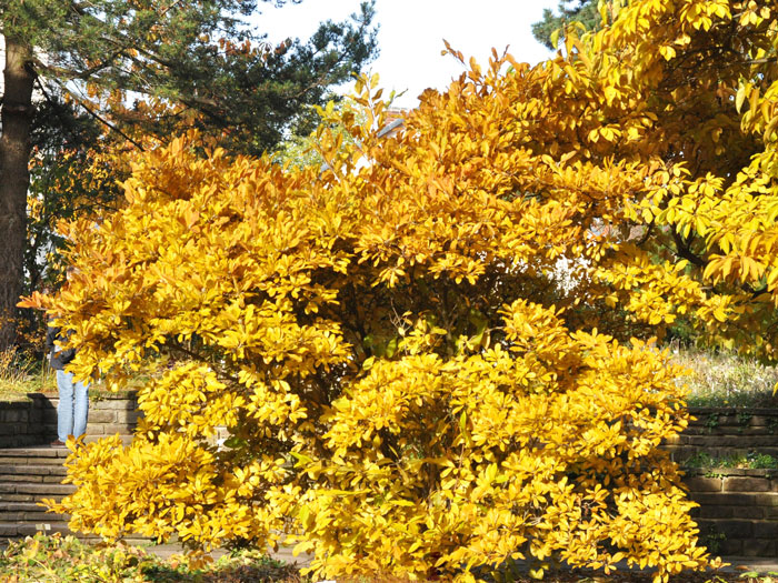 Sternmagnolie Herbst