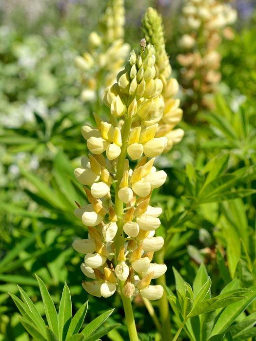 Lupinus polyphyllus 'Kronleuchter', Gelbe Lupine, Wolfsbohne