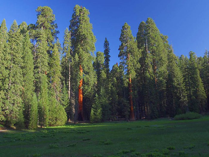 Sequoiadendron giganteum, Kalifornischer Mammutbaum