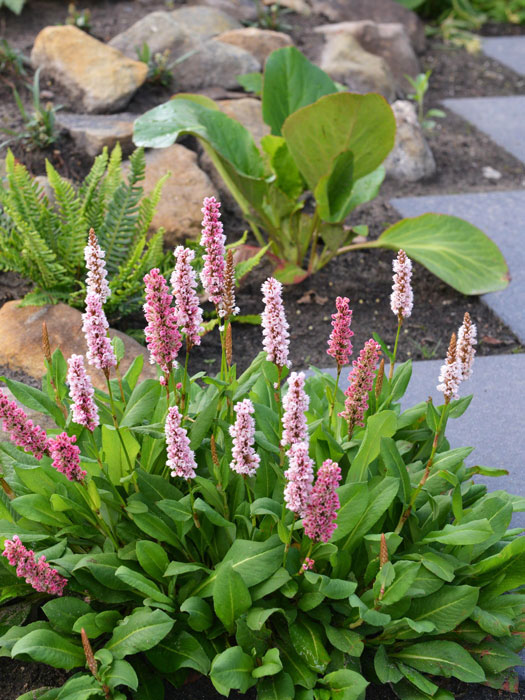 Bistorta (syn. Polygonum) affine 'Darjeeling Red' (syn. auch Persicaria), roter Teppich-Knöterich, Wiesenknöterich