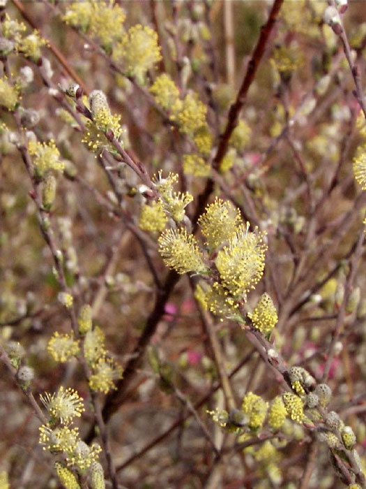 Salix repens argentea, Kriechweide