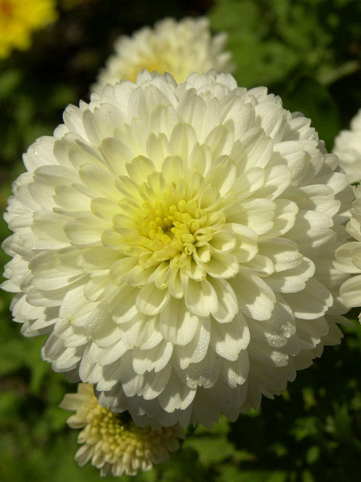 Chrysanthemum x hortorum 'White Bouquet', Winteraster, Gartenchrysantheme