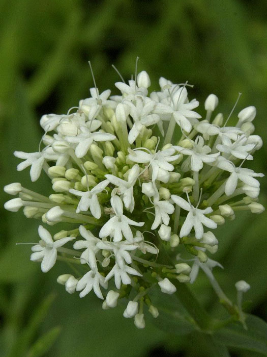 Centranthus ruber 'Albus', weiße Spornblume