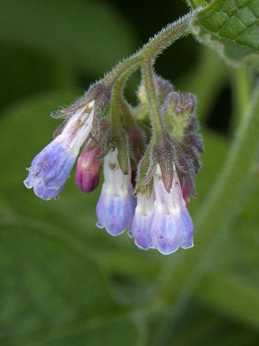 Symphytum grandiflorum 'Hidcote Blue', Beinwell