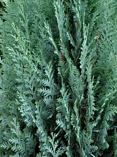 Das Nadelkleid der blauen Säulenzypresse 'Columnaris'