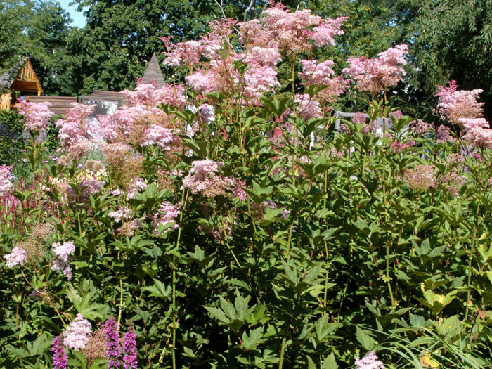 Filipendula rubra 'Venusta', Rosa Mädesüß, Spierstaude