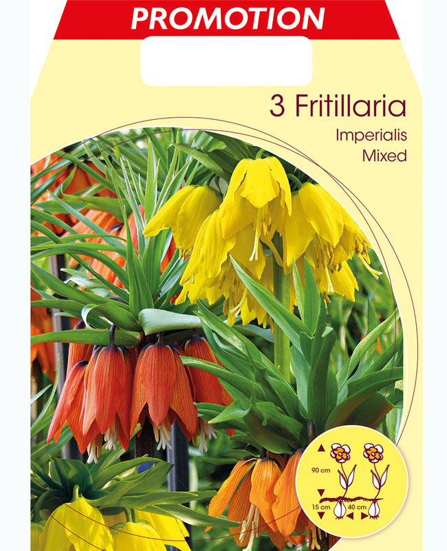 Kaiserkrone - Fritillaria imperialis 'Prachtmischung' (Art.Nr. 5979800)