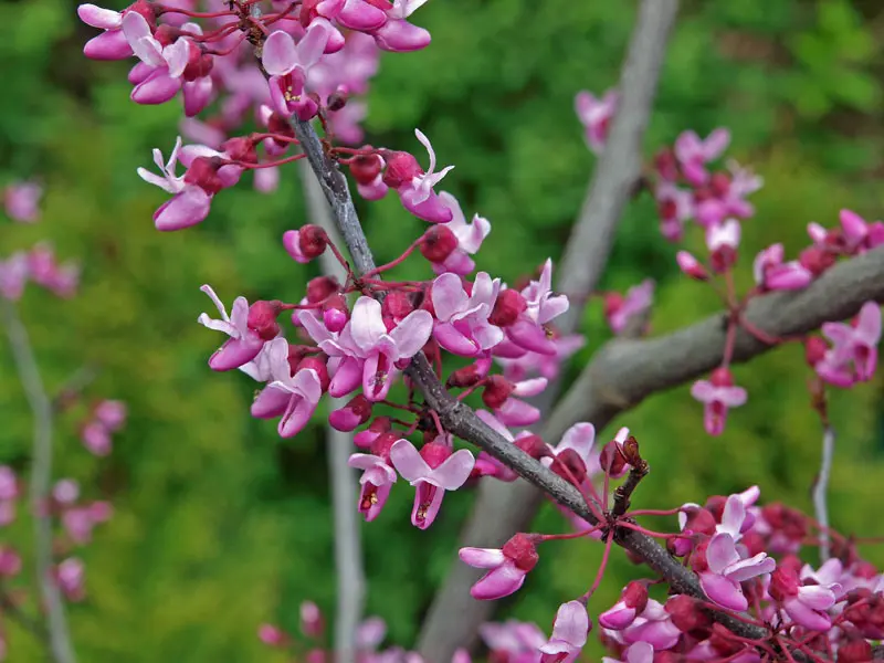 Cercis canadensis 'Forest Pansy', Kanadischer Judasbaum - Hochstamm