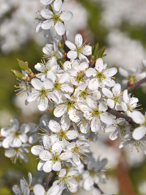 Nahaufnahme der Blueten eines Schwarzdorns