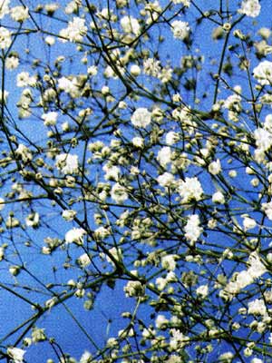 Gypsophila paniculata (M), Schleierkraut