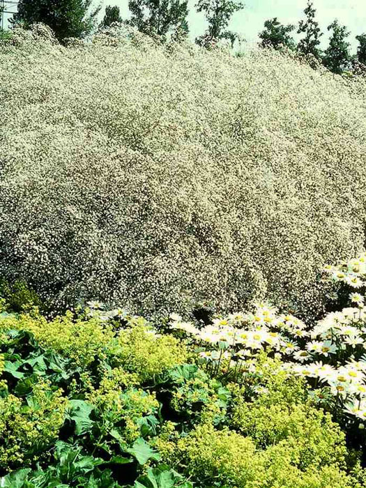 Gypsophila paniculata 'Flamingo', Schleierkraut, rispiges Gipskraut