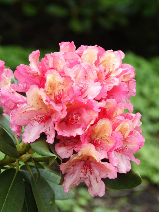 Rhododendron 'Brasilia'