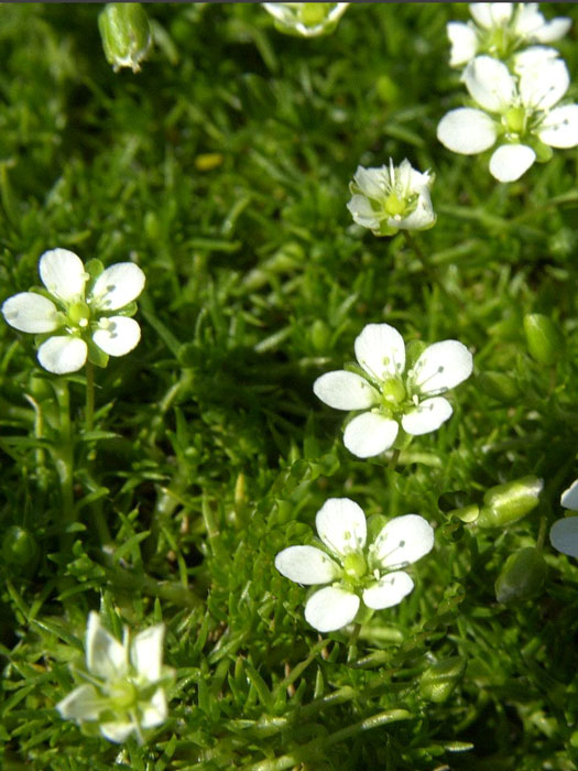 Sagina subulata, Sternmoos